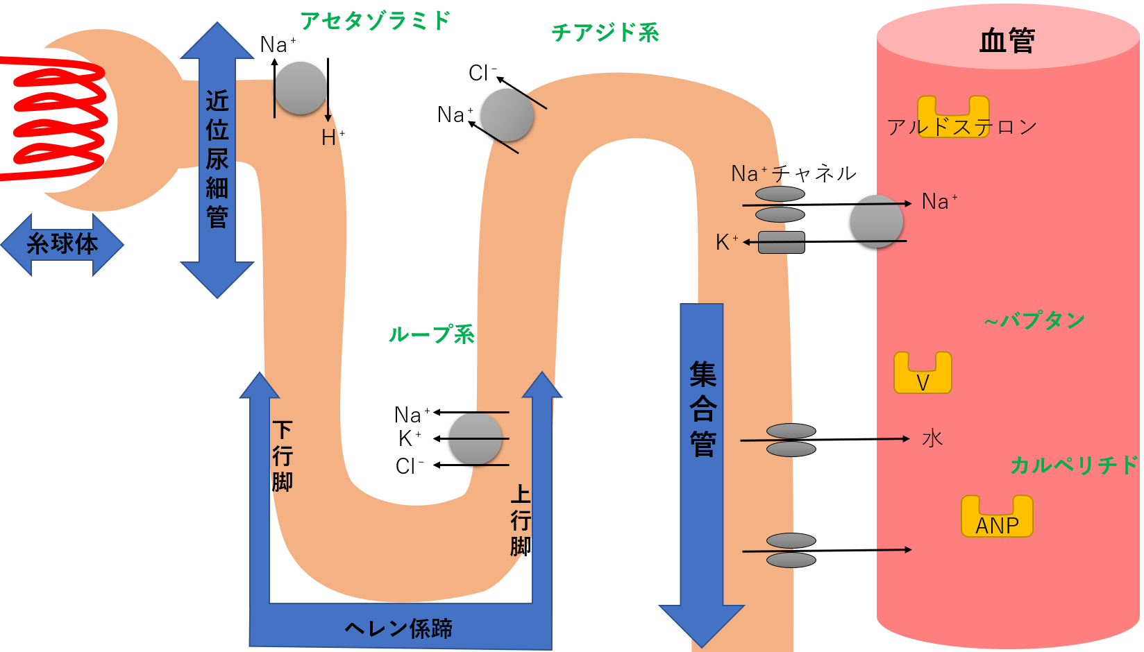 利尿薬の種類