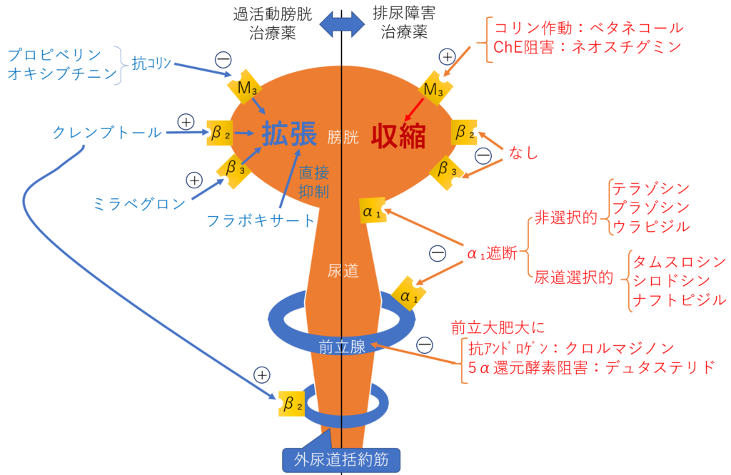 泌尿生殖器全体の健康を促進するために何ができるでしょうか?