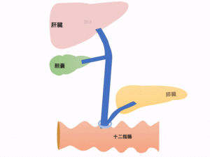 肝胆膵の位置関係