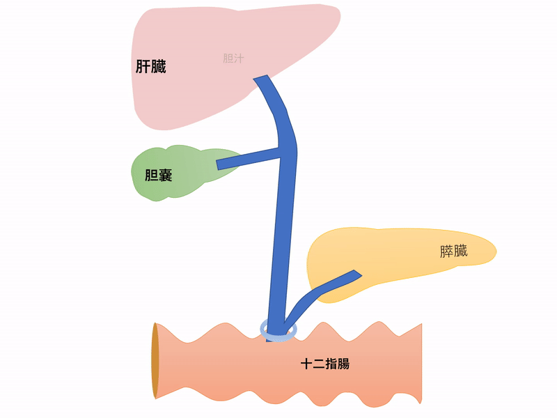 肝胆膵の位置　胆石　流れ