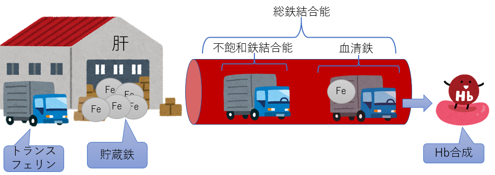 鉄代謝　鉄欠乏性貧血　総鉄結合能　不飽和鉄結合能　トランスフェリン　血清鉄　ヘモグロビン