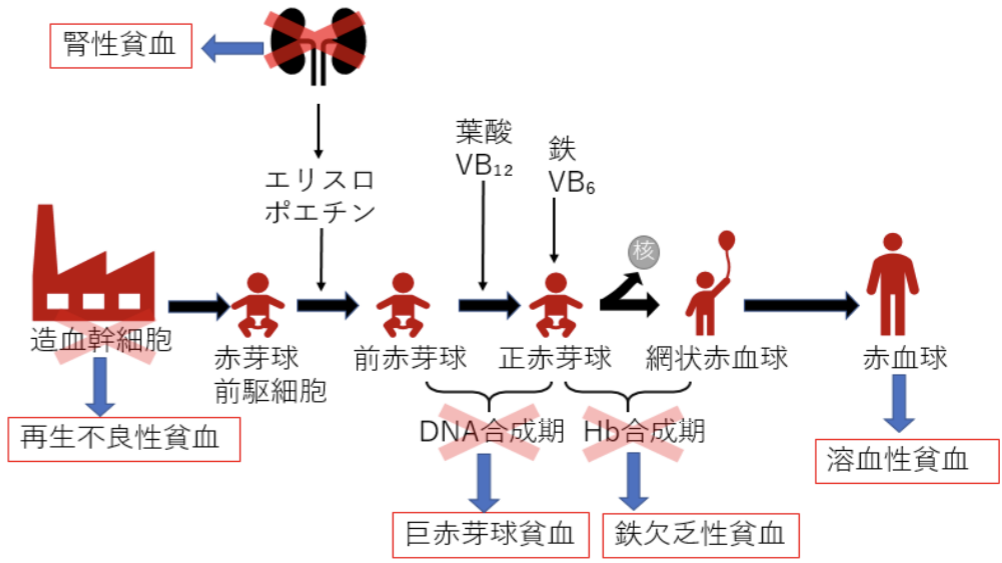 葉酸とは何ですか?
