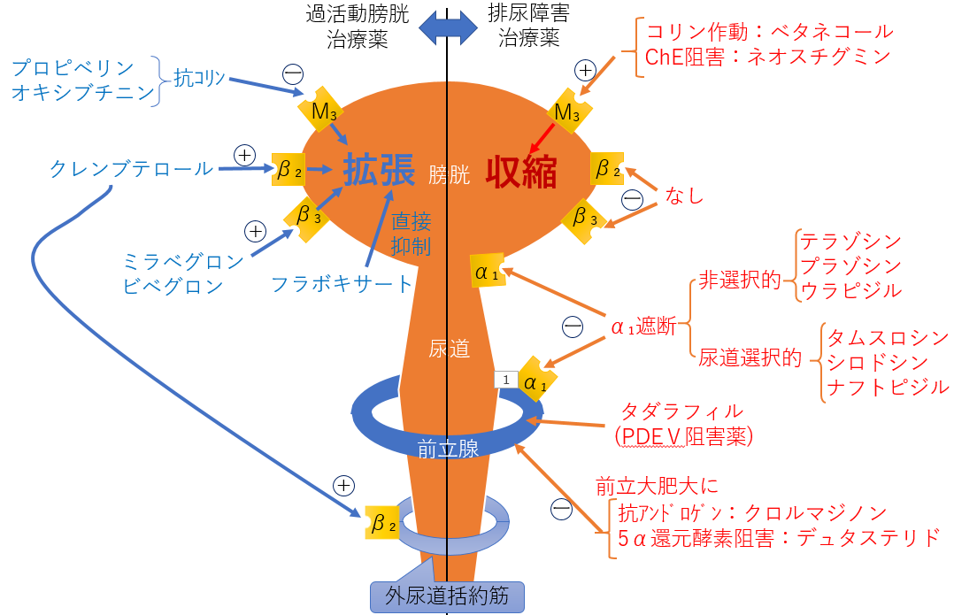 OAB 患者は差別から守られていますか?