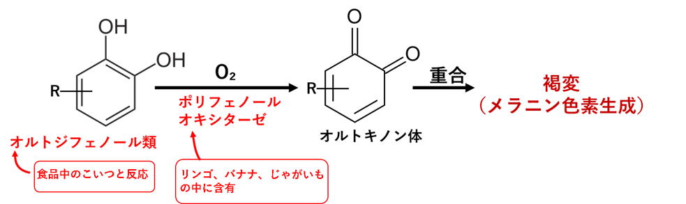 メラニン　オルトジフェノール　酵素　ポリフェノール