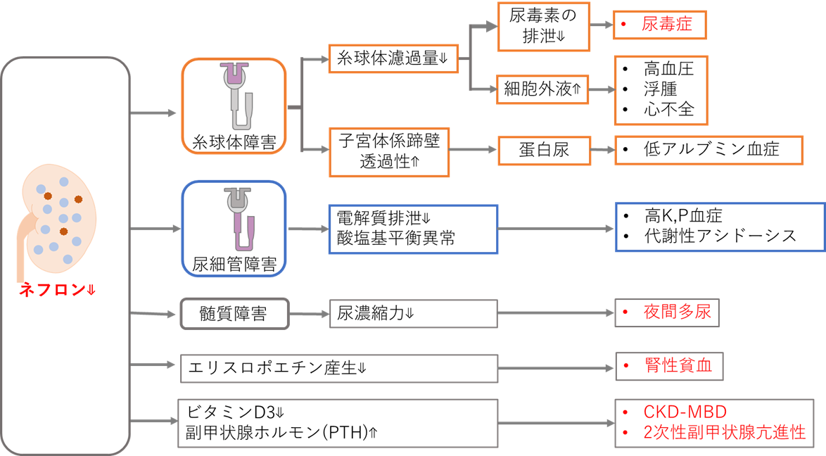 慢性腎不全　病態　薬剤師国家試験　浮腫　糸球体　低アルブミン血症　多尿　副甲状腺機能亢進症　尿毒症