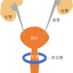 薬剤師国家試験　生物　泌尿器　腎蔵　解剖　
