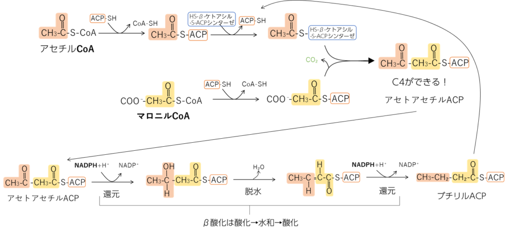 脂肪酸合成を図で分かりやすく解説【薬学の勉強はこれでOK】 | マインドマップ薬学