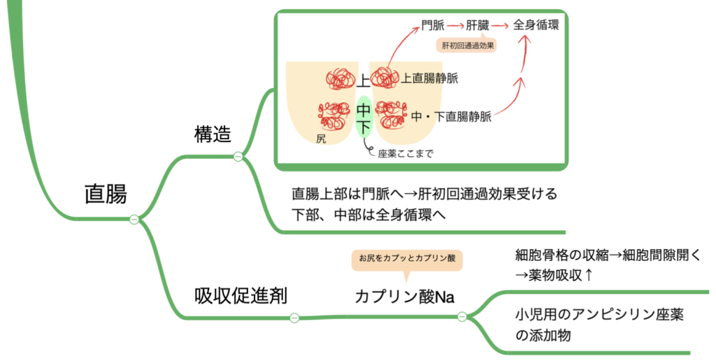 【薬剤師国家試験】吸収:非経口薬のまとめ。肝初回通過効果を受ける部位は腹腔内と直腸上部 | マインドマップ薬学
