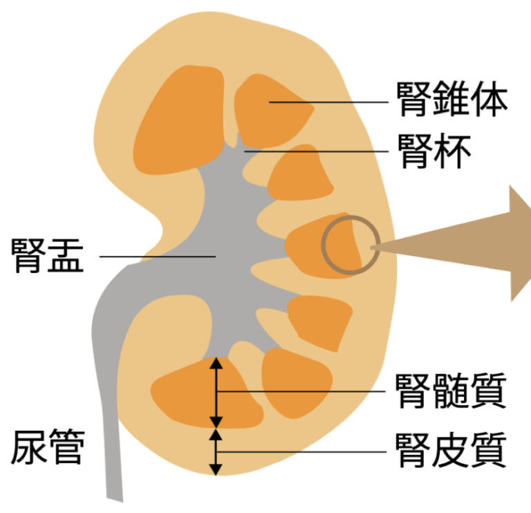 ホラン千秋 衣装