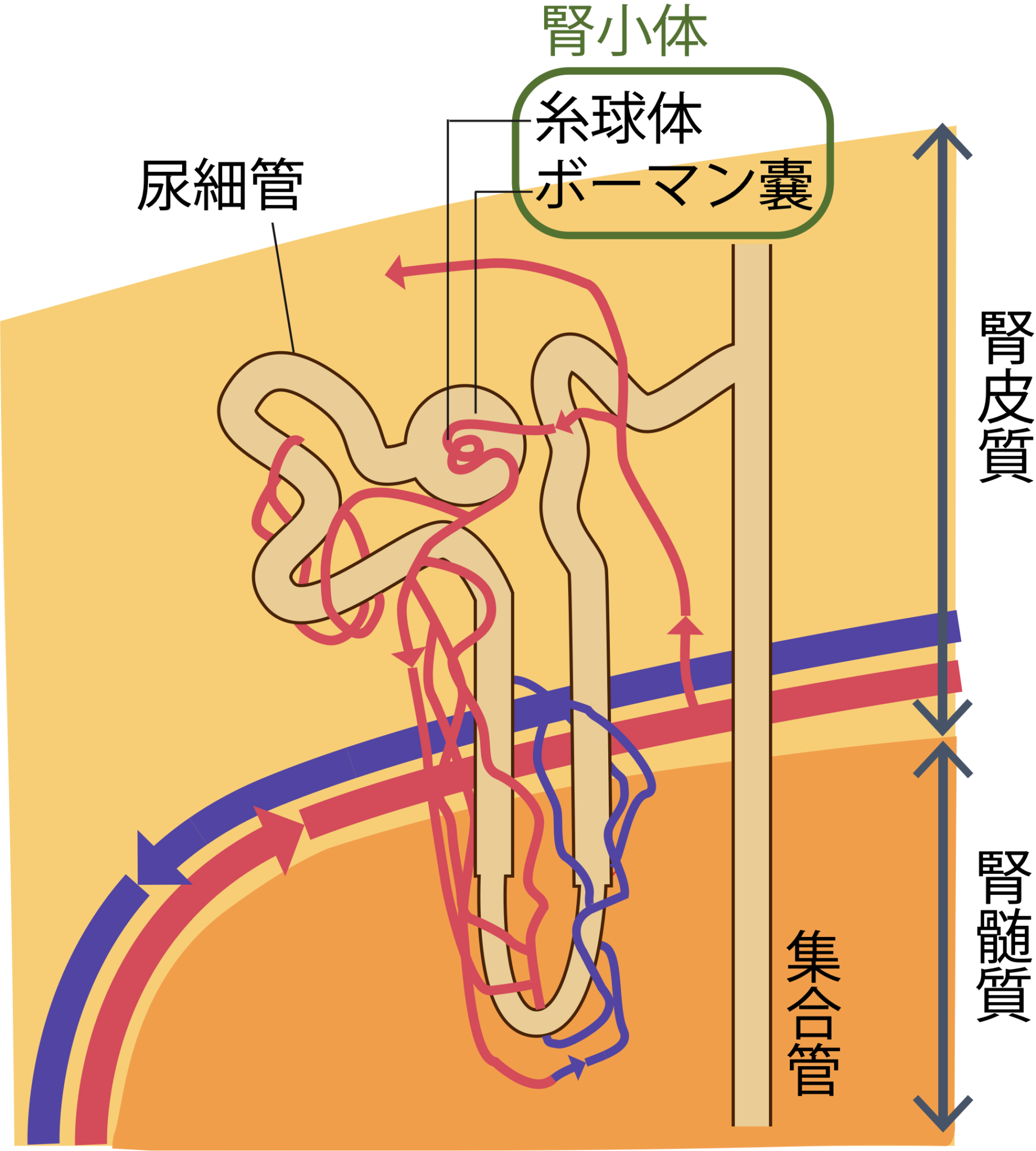 腎臓 3 つ twitter