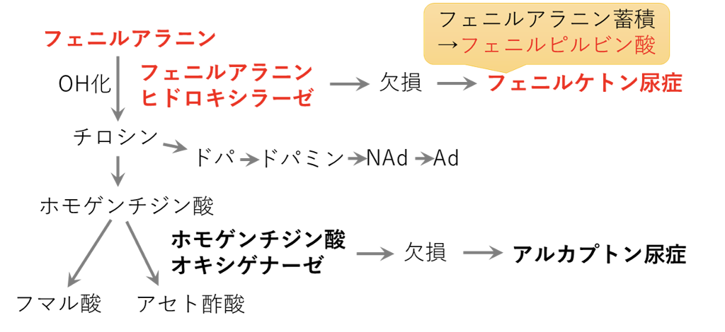 フェニルアラニンの代謝経路と酵素欠損