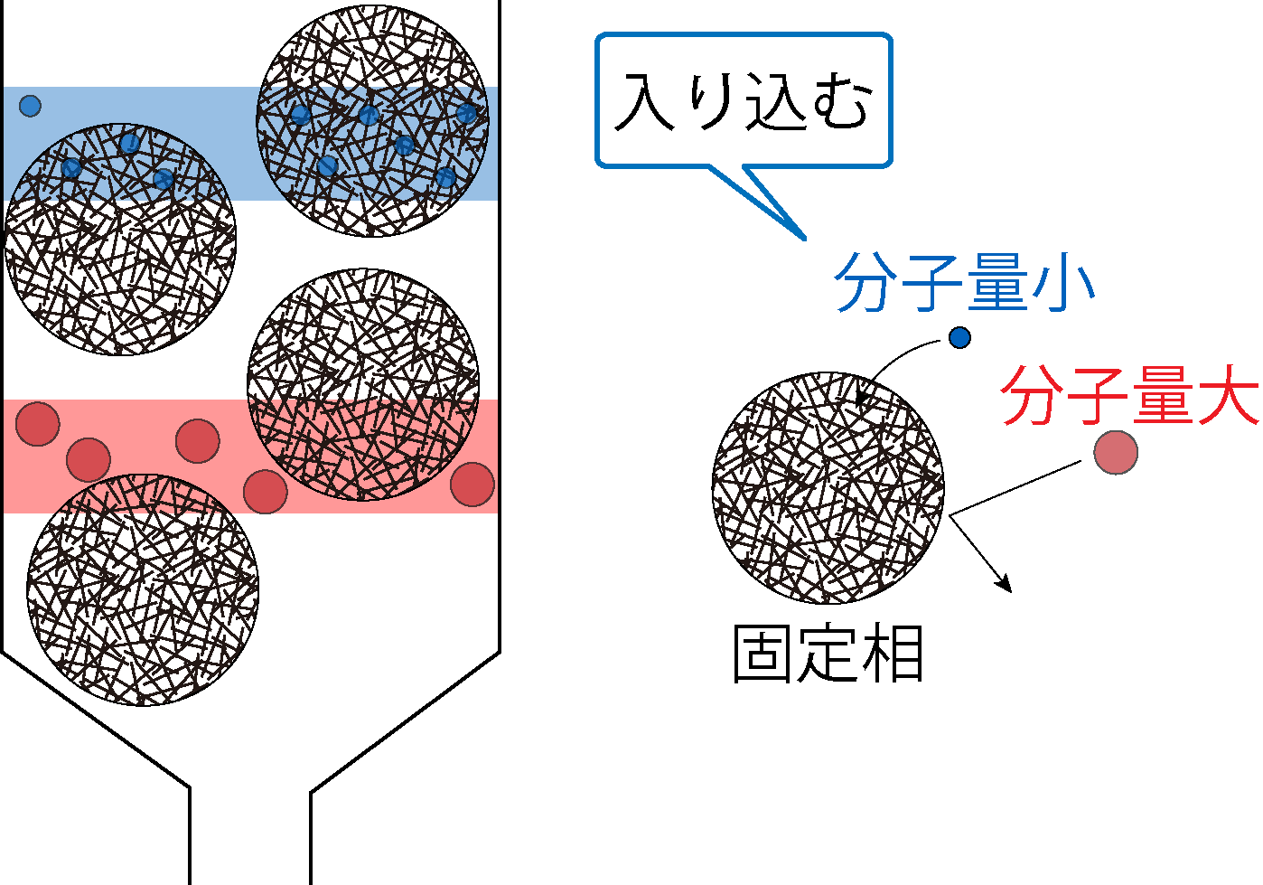 固定相の網目に、分子量が小さいものほど入り込む