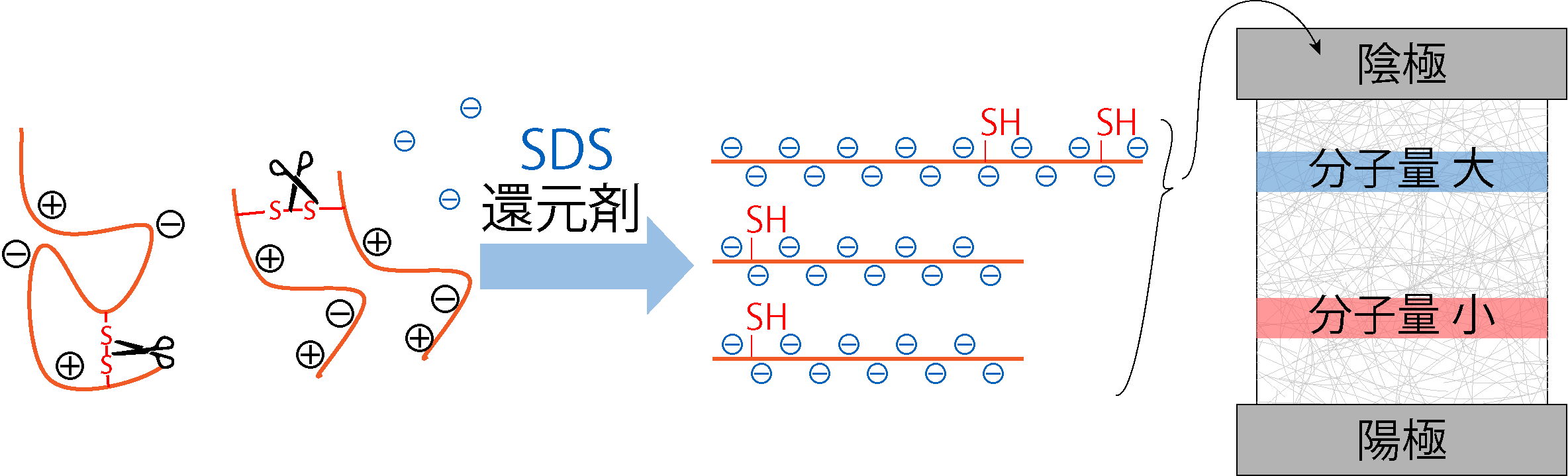 SDS-PAGE:還元剤でS-S結合を切り、SDSで一様に負電荷にしてから分離する