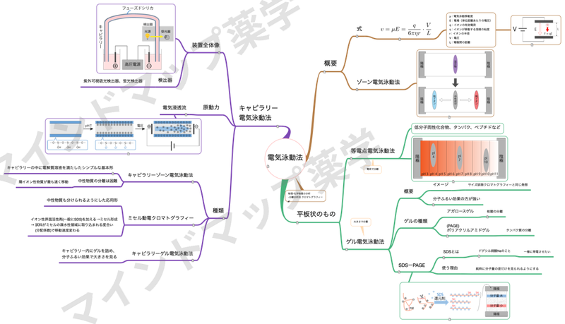 電気泳動法のマインドマップ