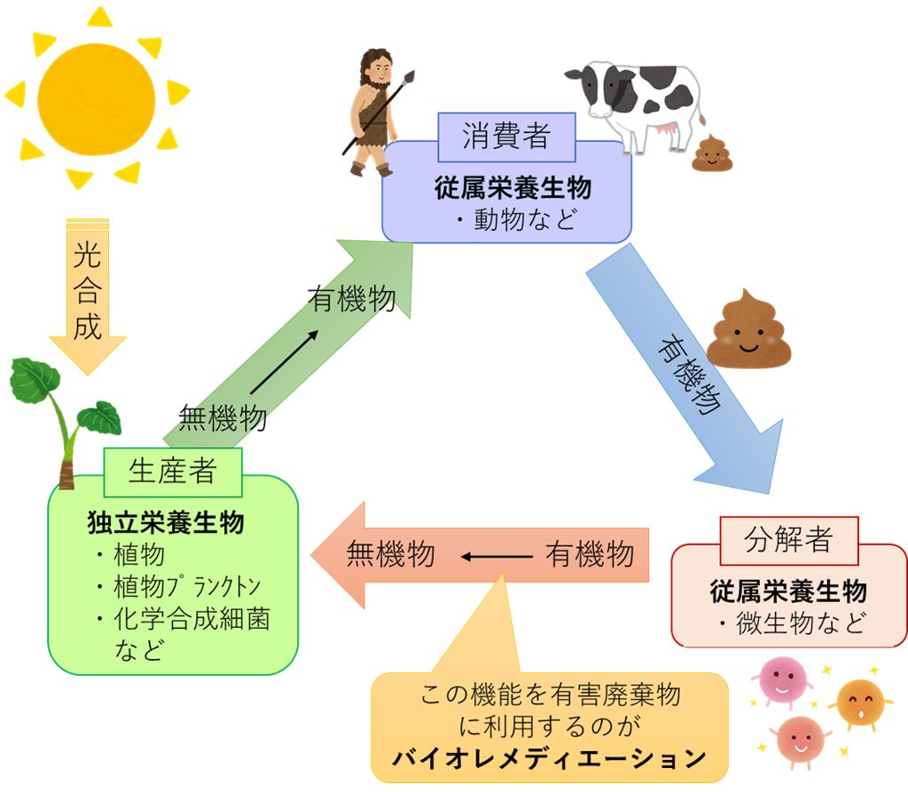 生態系の構成員(生産者・消費者・分解者)