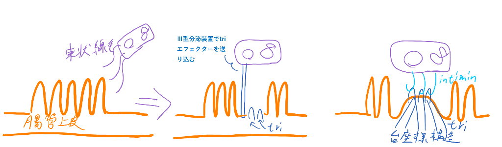 腸管病原性大腸菌(EPEC)の付着
