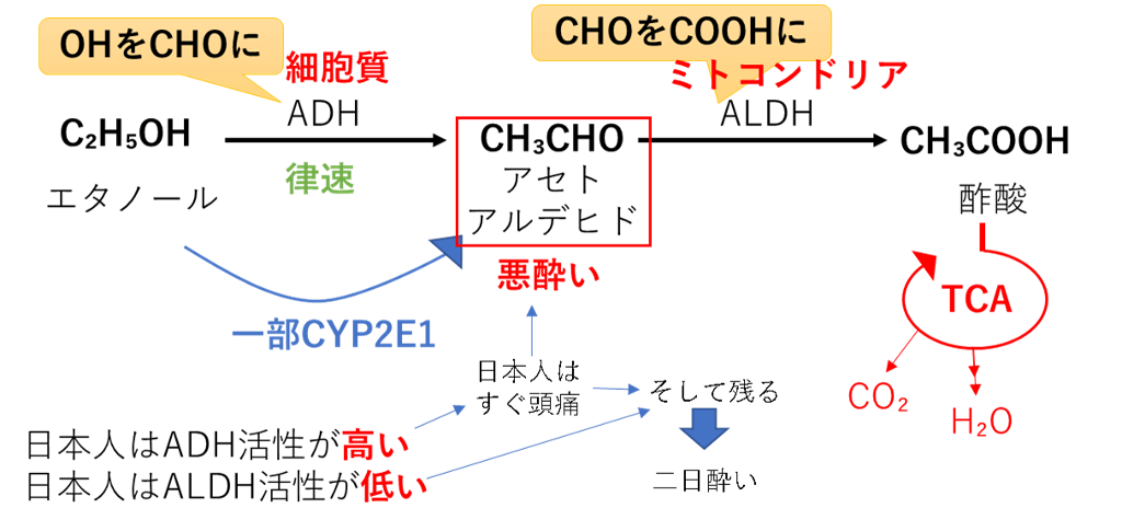 アルコール代謝の全体像