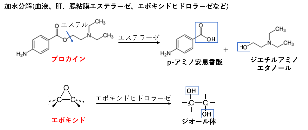 加水分解 プロカインとエポキシド
