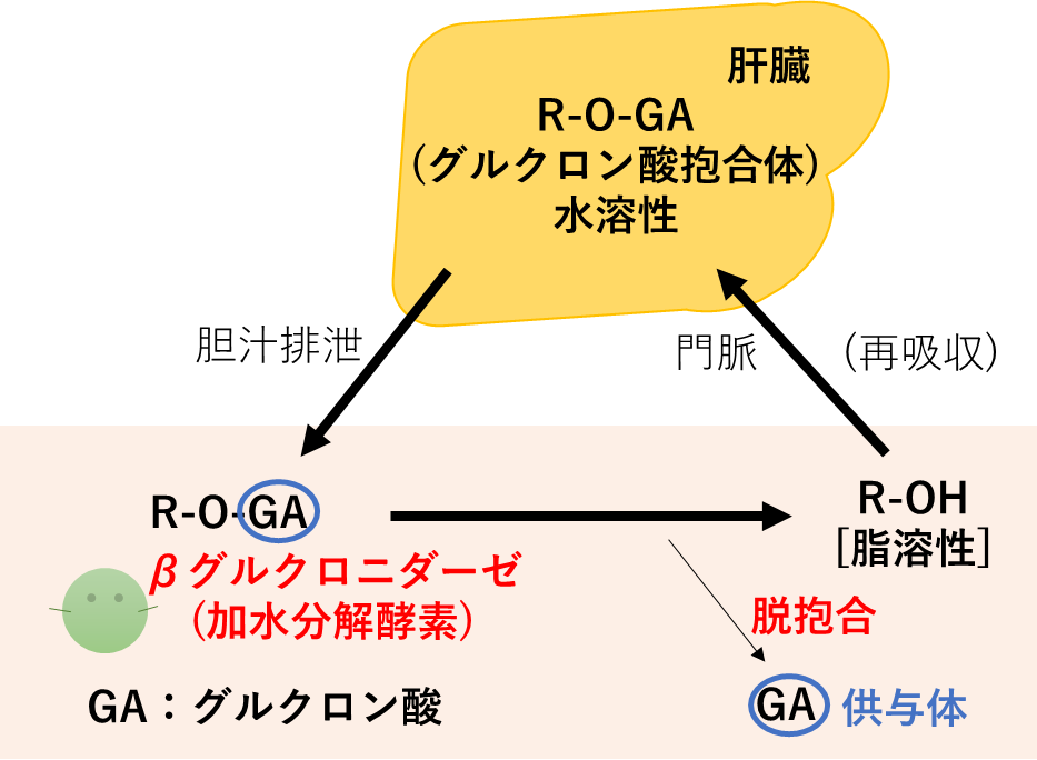 腸肝循環のしくみ
