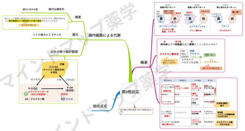 第Ⅱ相反応のマインドマップ