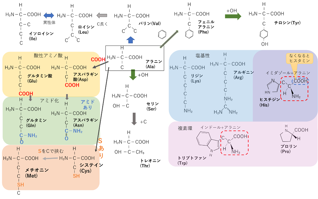 アミノ酸20種の描き方マップ