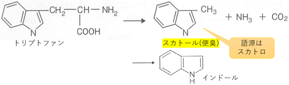 トリプトファンからスカトール・インドール