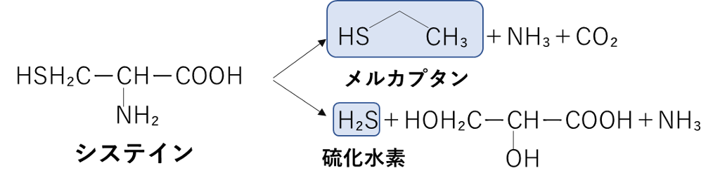 システインからメルカプタン・硫化水素