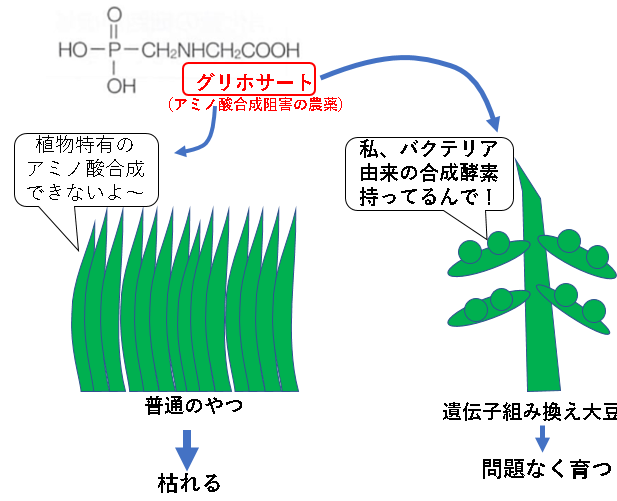 除草剤耐性ダイズのしくみ
