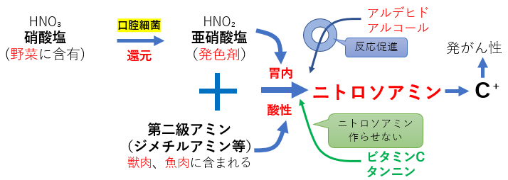 N-ニトロソ化合物の生成
