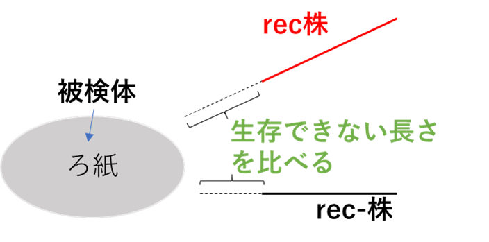 recアッセイの手順