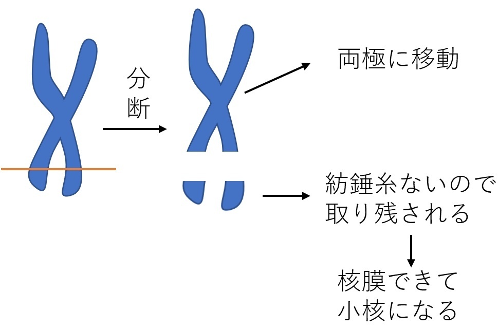 小核ができるしくみ