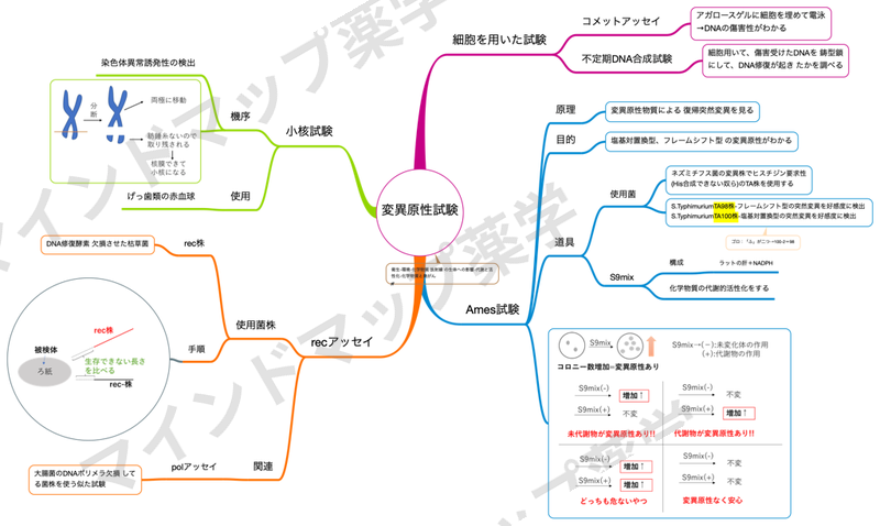 変異原性試験のマインドマップ