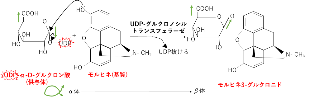 グルクロン酸抱合 モルヒネの例