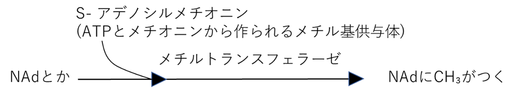 メチル抱合