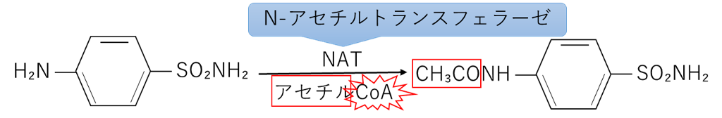 アセチル抱合の概要