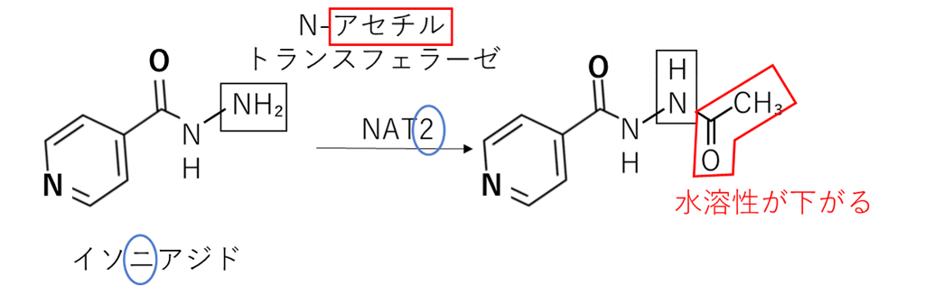 イソニアジドのアセチル抱合