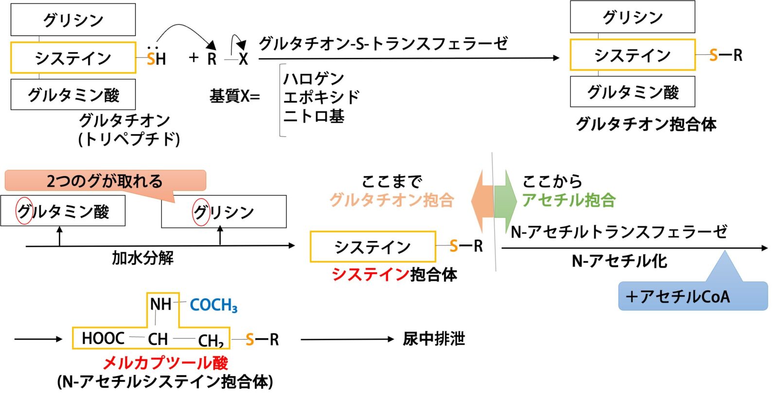 グルタチオン抱合からメルカプツール酸まで
