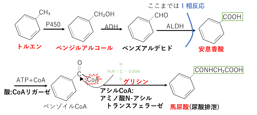 アミノ酸抱合 トルエンから馬尿酸