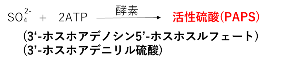 活性硫酸(PAPS)の合成