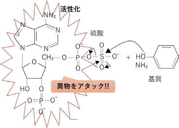活性硫酸が異物を待ち受ける