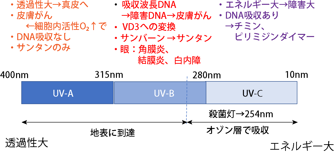 紫外線UV-A・UV-B・UV-Cの波長と作用