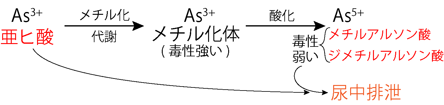 ヒ素の代謝