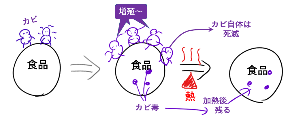 カビ毒の生産過程