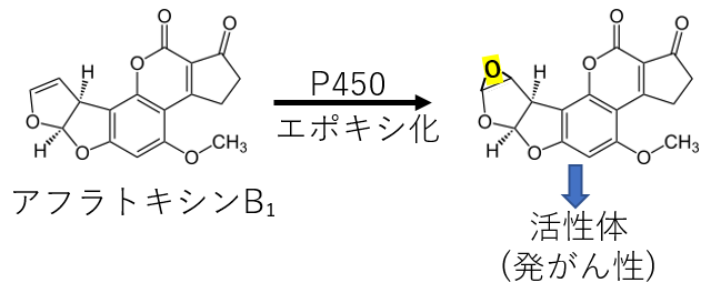 アフラトキシンB1の代謝活性化