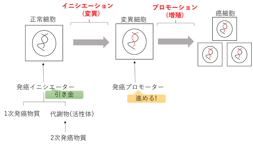 発がんの2段階