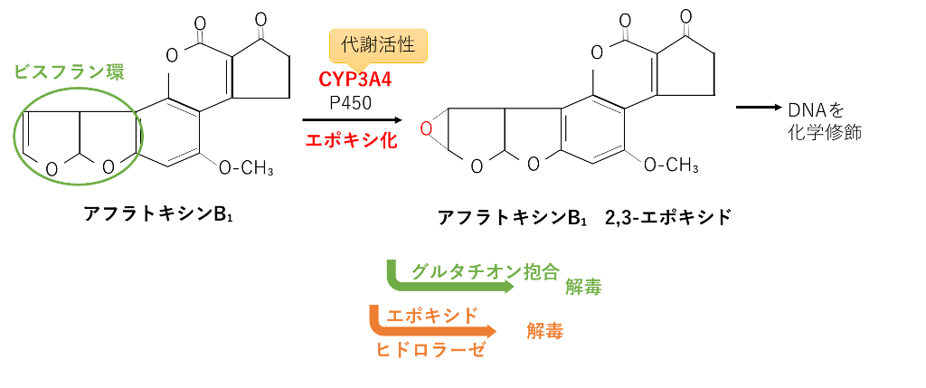アフラトキシンB1の代謝活性化