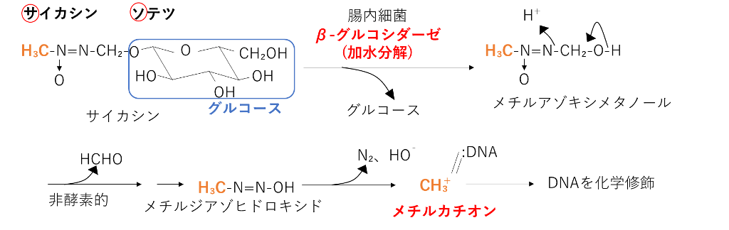サイカシンの代謝活性化