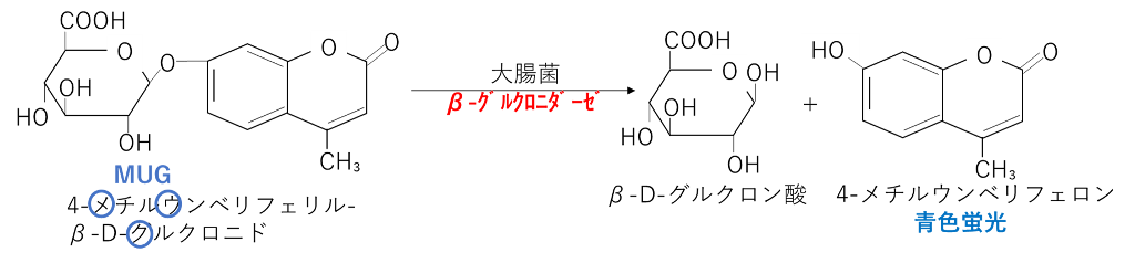 MUGと4-メチルウンベリフェロン