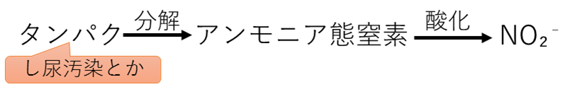 タンパクから硝酸態窒素までの流れ