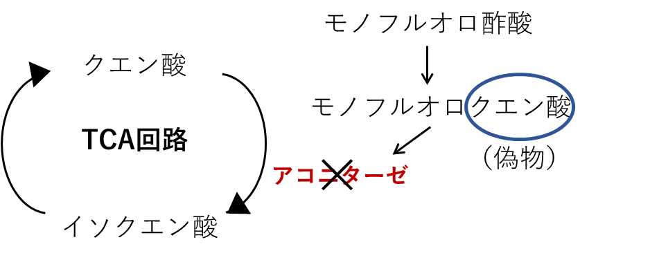 モノフルオロ酢酸によるアコニターゼ阻害